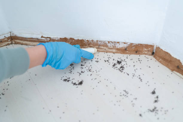 Best Local Pest Control Services  in Pendleton, SC